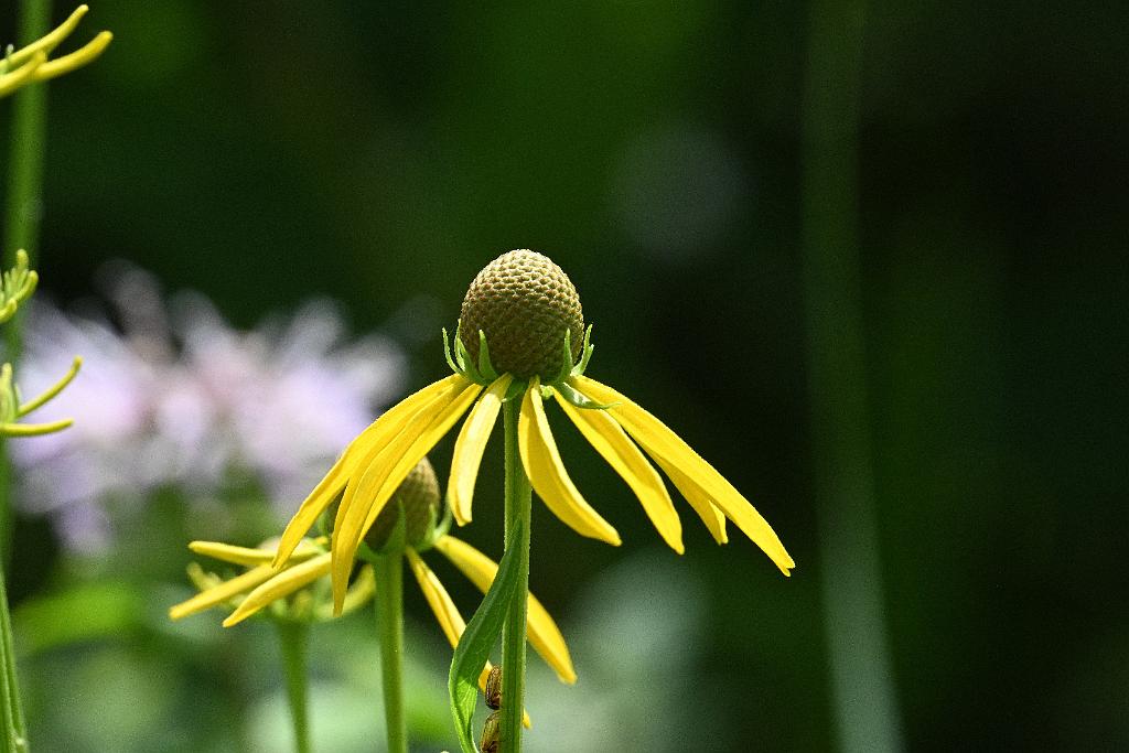 2025-07199755 Tower Hill Botanic Garden, MA.JPG - Yellow Coneflower (Ratibida pinnata). New England Botanic Garden at Tower Hill, MA, 7-19-2025